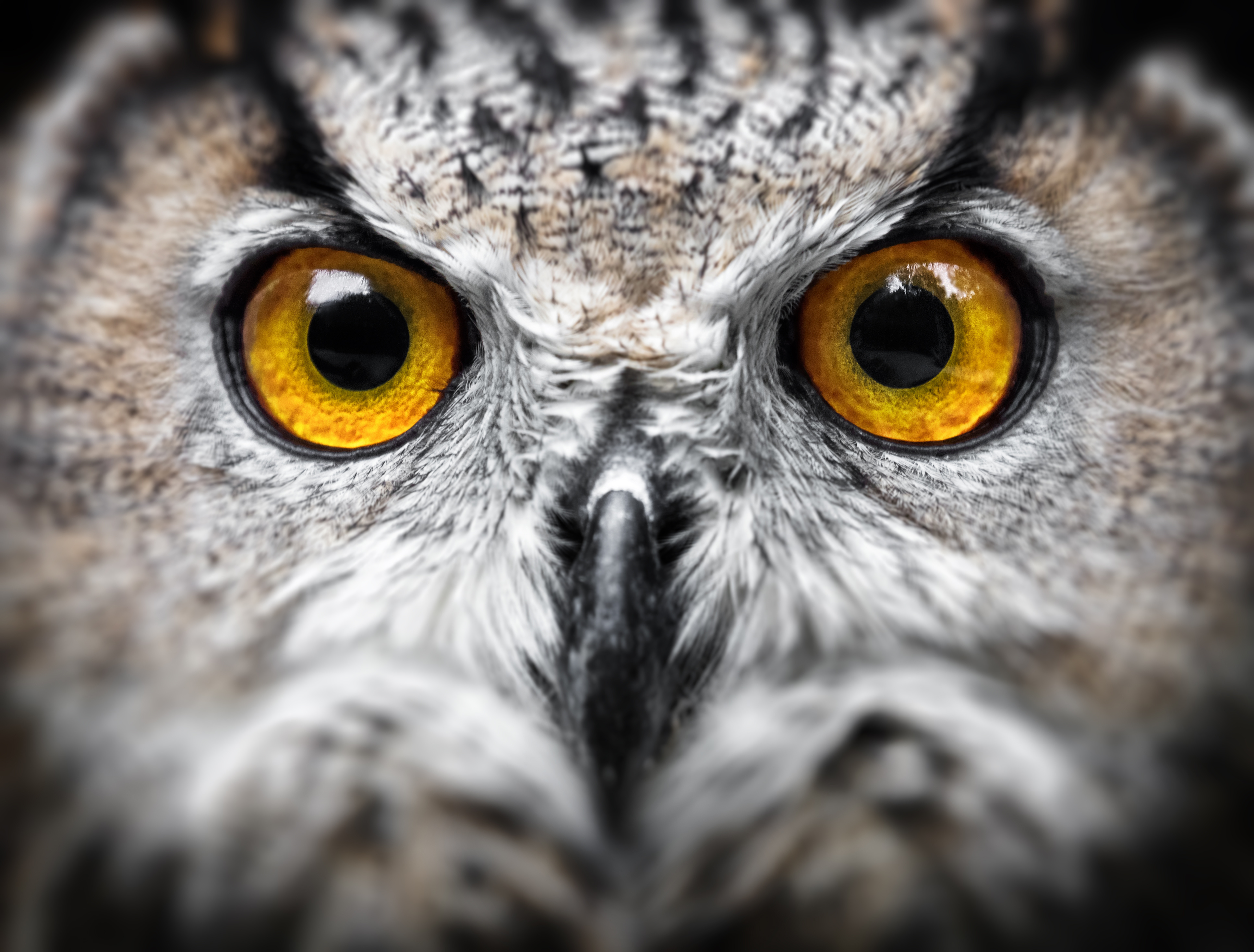 grand duc bengale AdobeStock_127917361 grand duc bengale AdobeStock_127917361