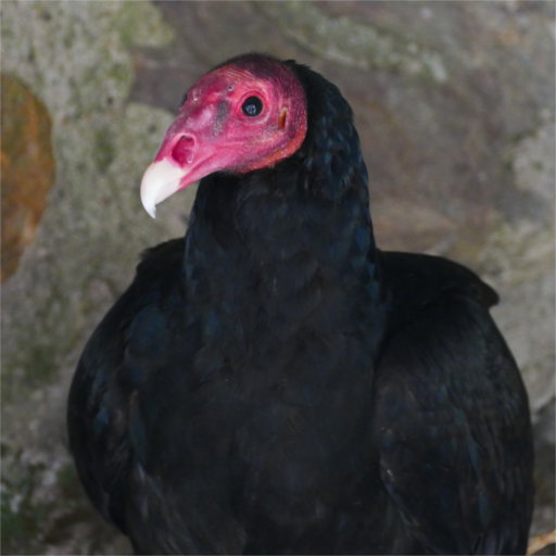 urubu_a_tete_rouge urubu_a_tete_rouge