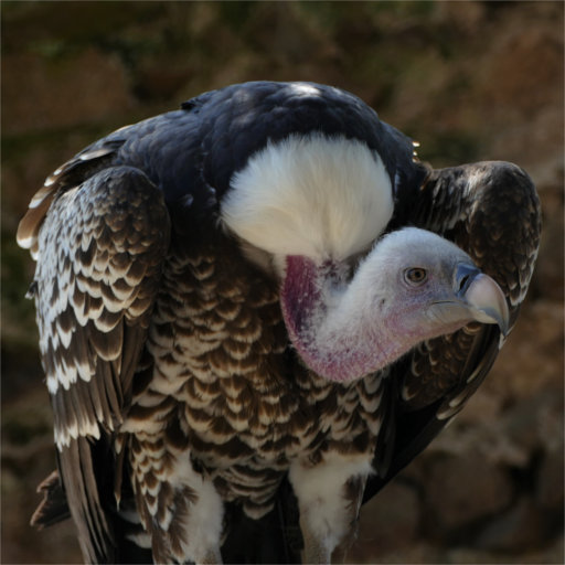 vautour_de_ruppell vautour_de_ruppell