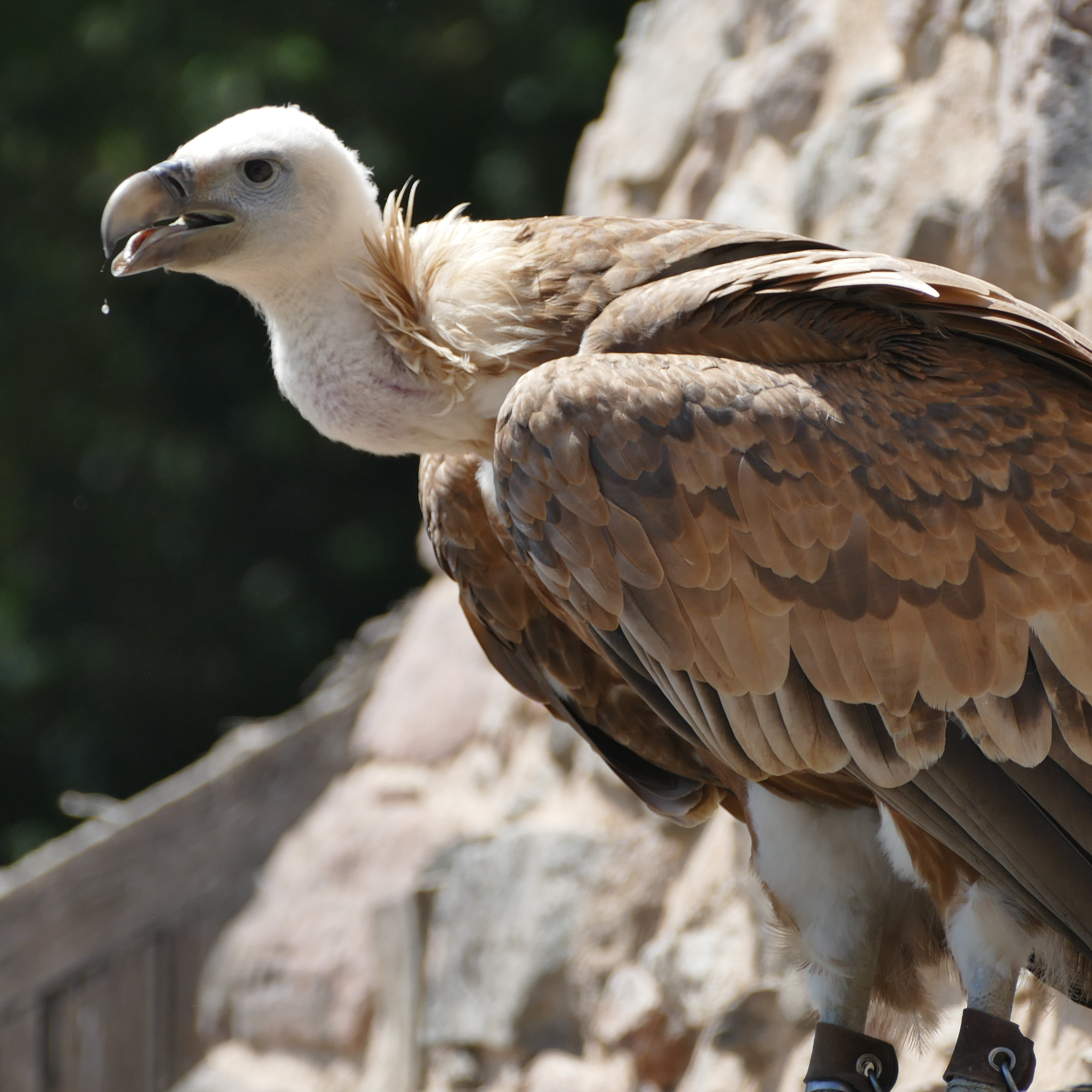 vautour_fauve vautour_fauve