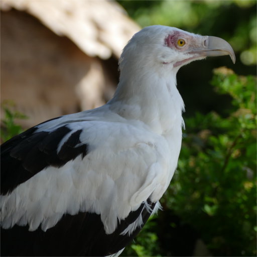 vautour_palmiste vautour_palmiste