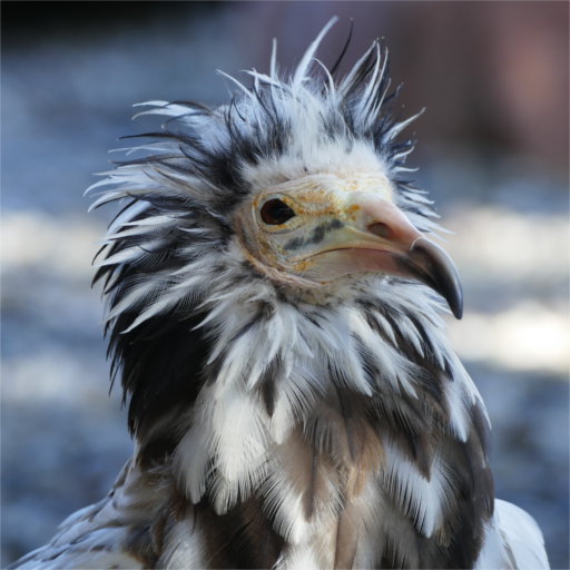 vautour_percnoptere vautour_percnoptere