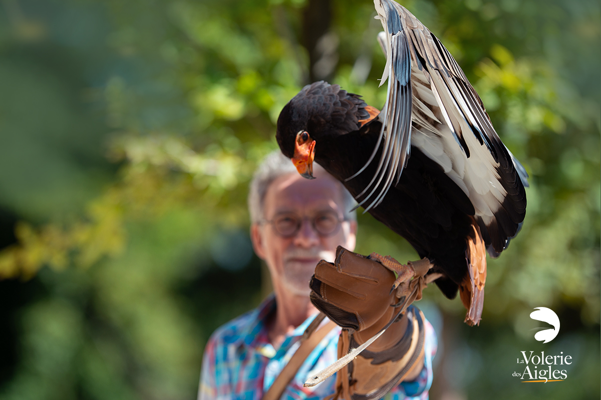 journee-exception-volerie-des-aigles-billetterie-5