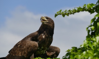 rapaces-generalites rapaces-generalites