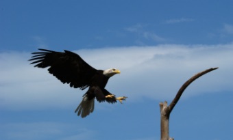 rapaces-chasse rapaces-chasse