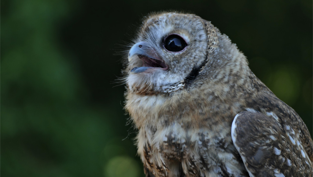 menu_organisation_event