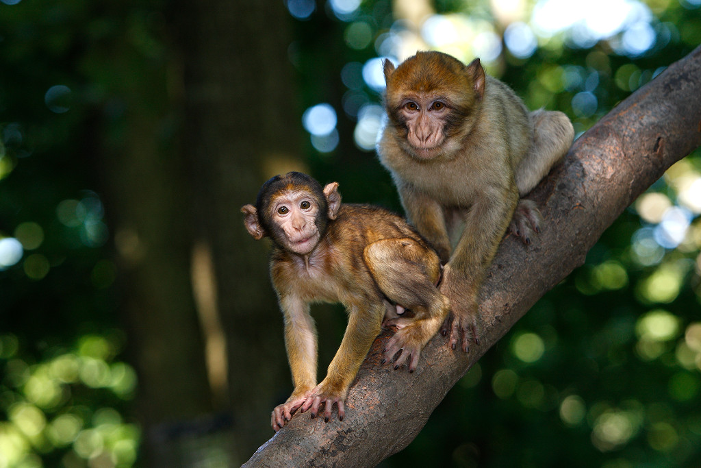 magot-j2i8982_montagne-des-singes