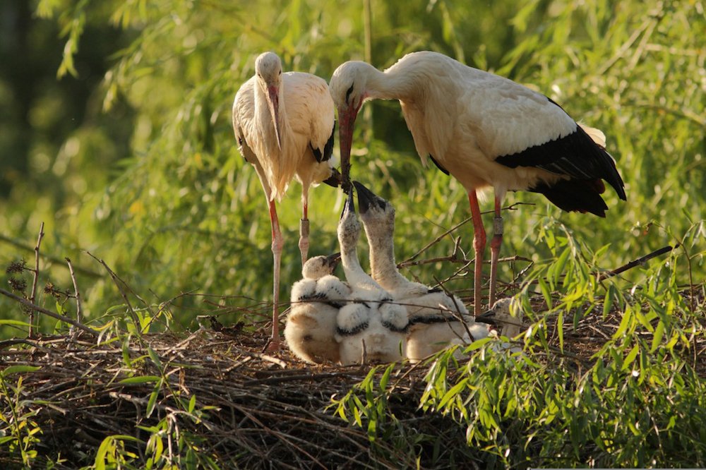 centre-cigognes-loutres