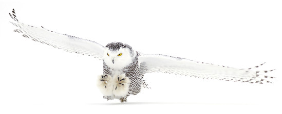 oiseau-blanc oiseau-blanc