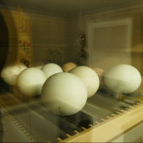 incubateur incubateur