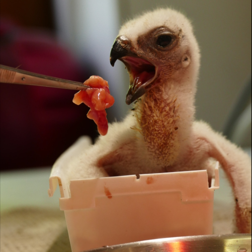La Volerie des Aigles | Naissance et Élevage naissance_et_elevage_par_soigneurs