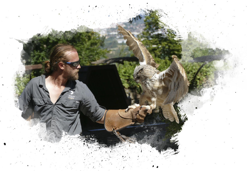 header-rapaces header-rapaces