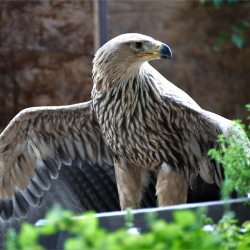 La Volerie des Aigles | Aigle Impérial aigle_imperial