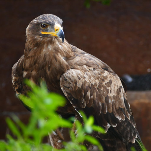 aigle_ravisseur aigle_ravisseur