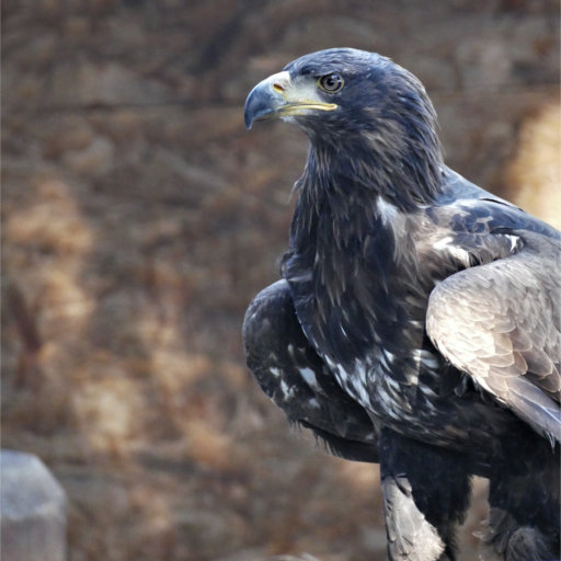 La Volerie des Aigles | Aigle Royal aigle_royal