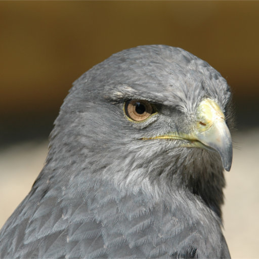 La Volerie des Aigles | Buse Aguia buse_aguia