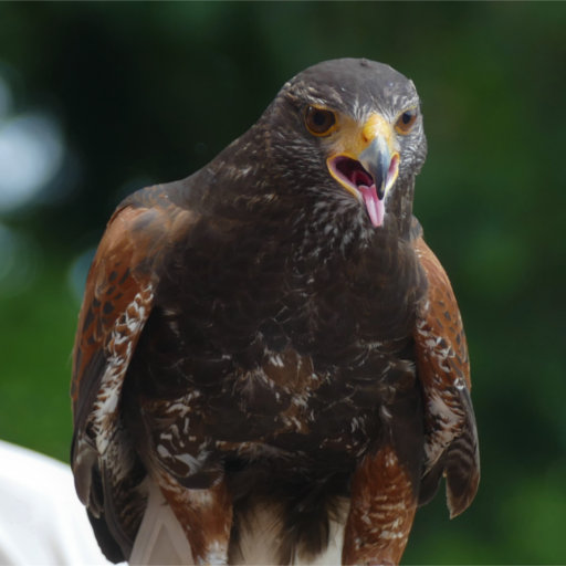 La Volerie des Aigles | Buse de Harris buse_de_harris