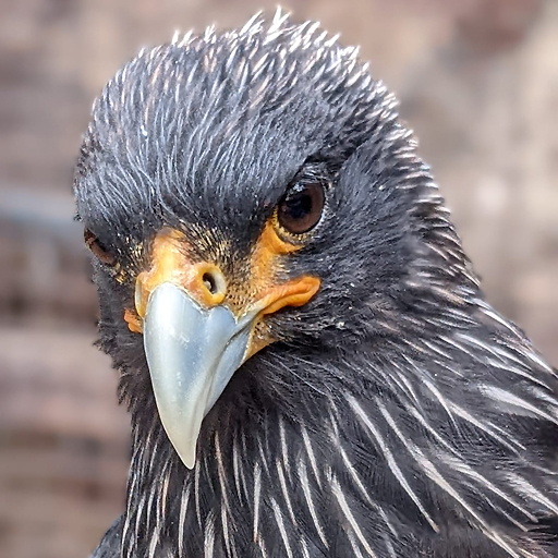 caracara caracara