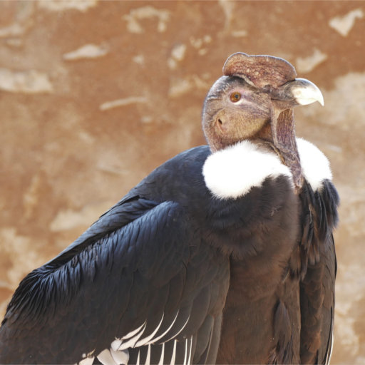 condor_des_andes condor_des_andes