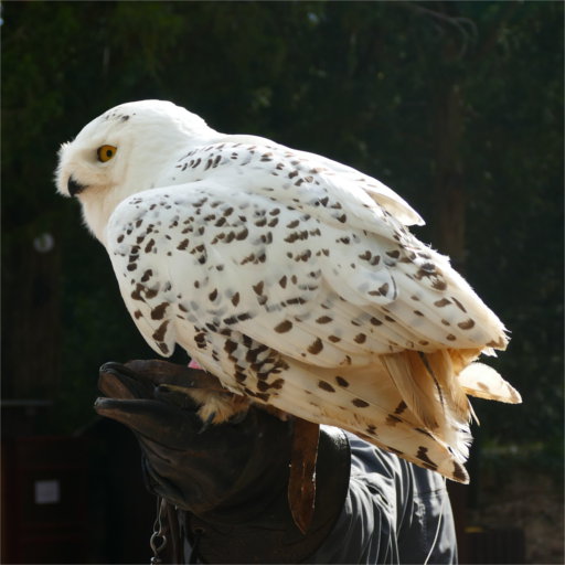 harfang_des_neiges harfang_des_neiges