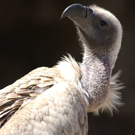 Vautour à dos blanc