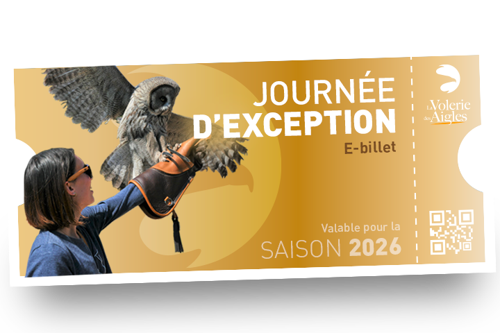 Billet pour la Journée d’exception à la Volerie des Aigles – immersion unique avec les soigneurs et les rapaces.