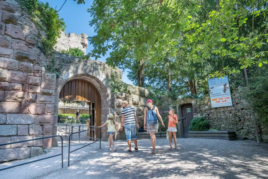 Découverte de la Volerie des Aigles en Alsace