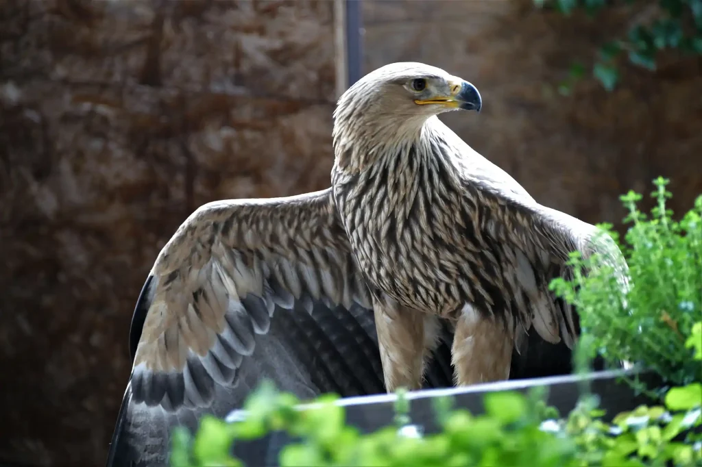 Aigle Impérial