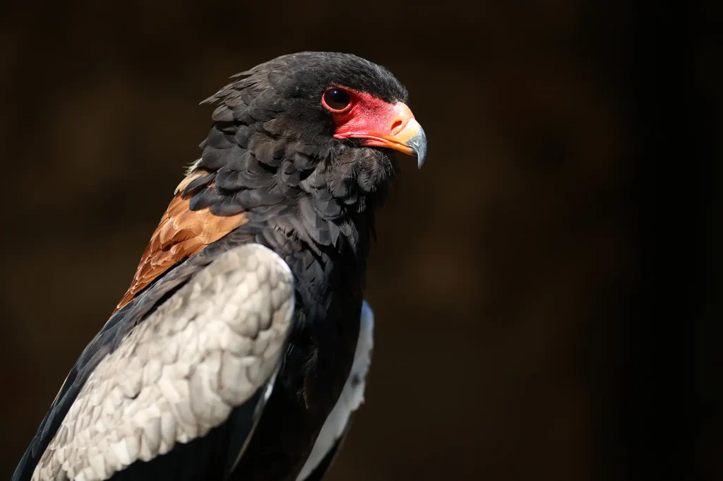 Aigle Bateleur
