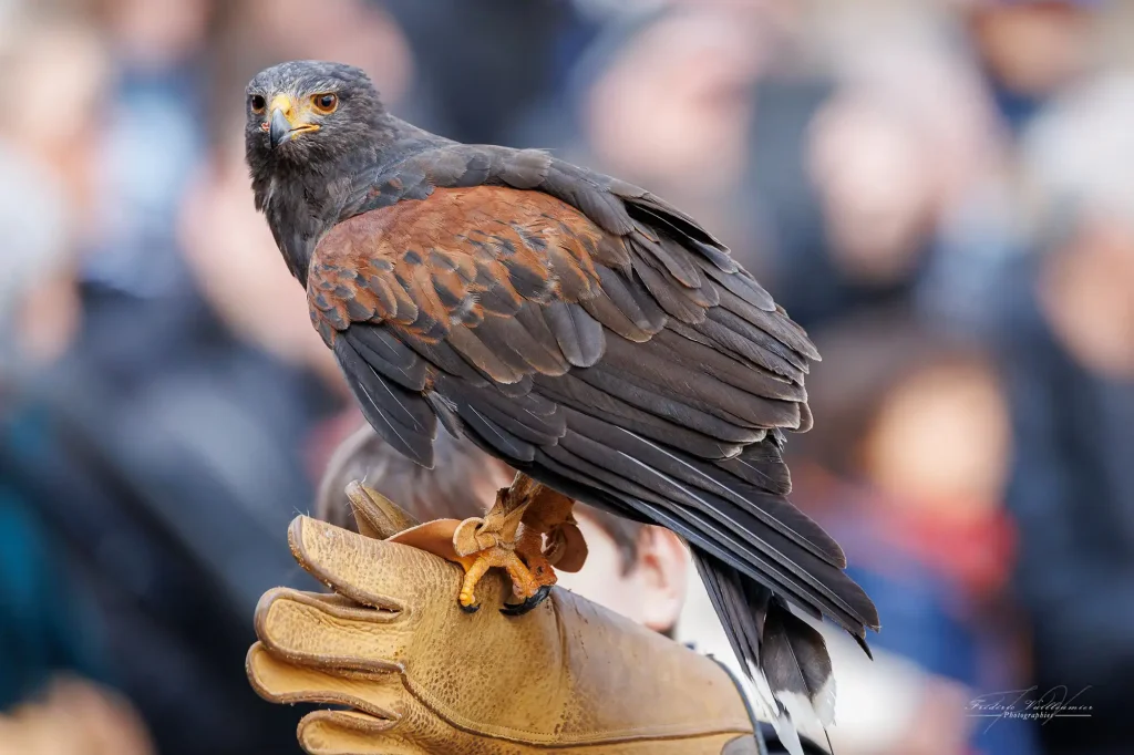 Buse de Harris à la Volerie des Aigles, Alsace – Crédit : F. Vuilleumier