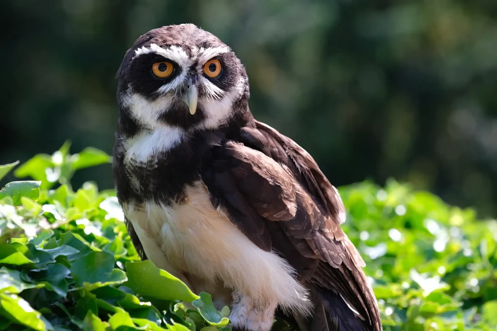 Chouette à lunettes