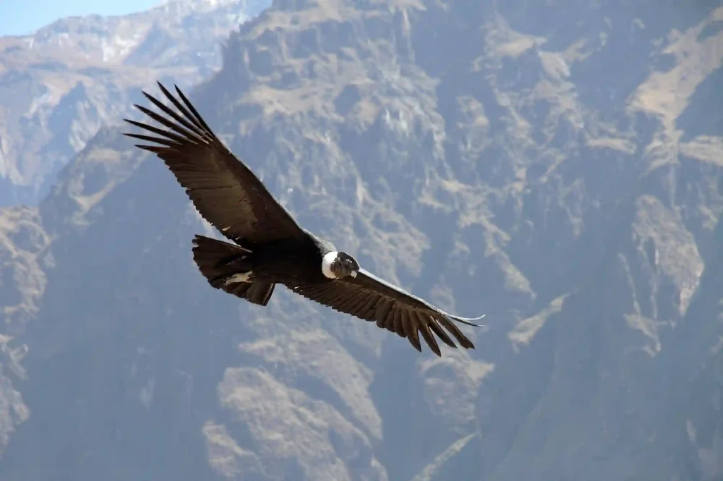 Condor des Andes