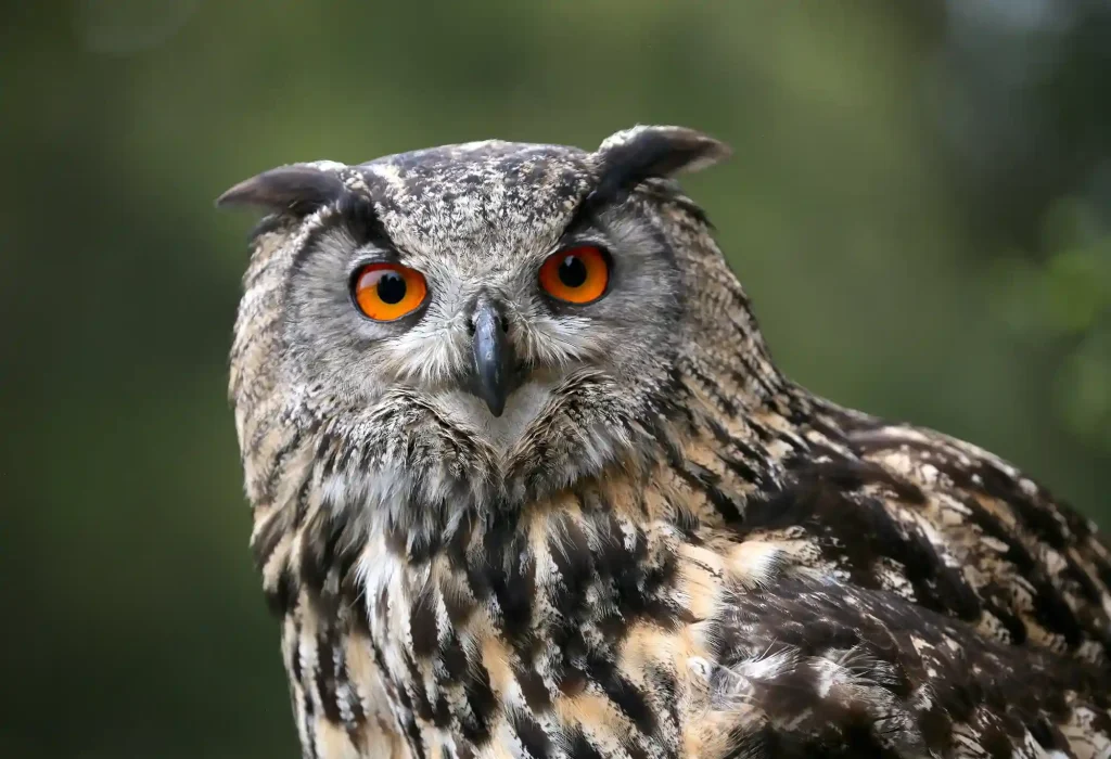 Hibou grand-duc d’Europe à la Volerie des Aigles – Crédit : Volerie des Aigles