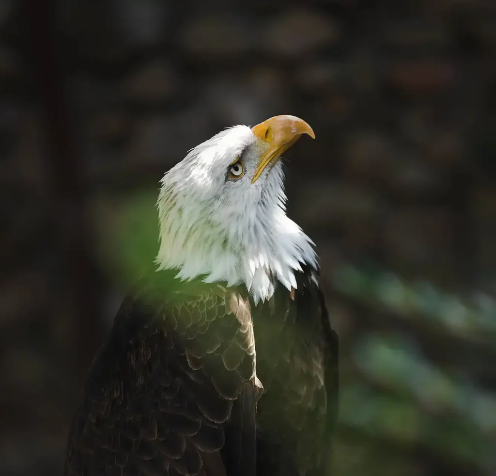 Pygargue à tête blanche à la Volerie des Aigles, Alsace – Crédit : Mathilde Ollinger