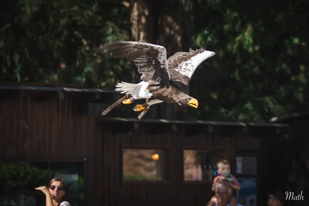 Pygargues de Steller en vol à la Volerie des Aigles – Crédit : Mathilde ollinger