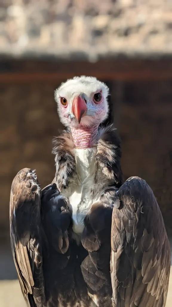 Vautour à tête blanche