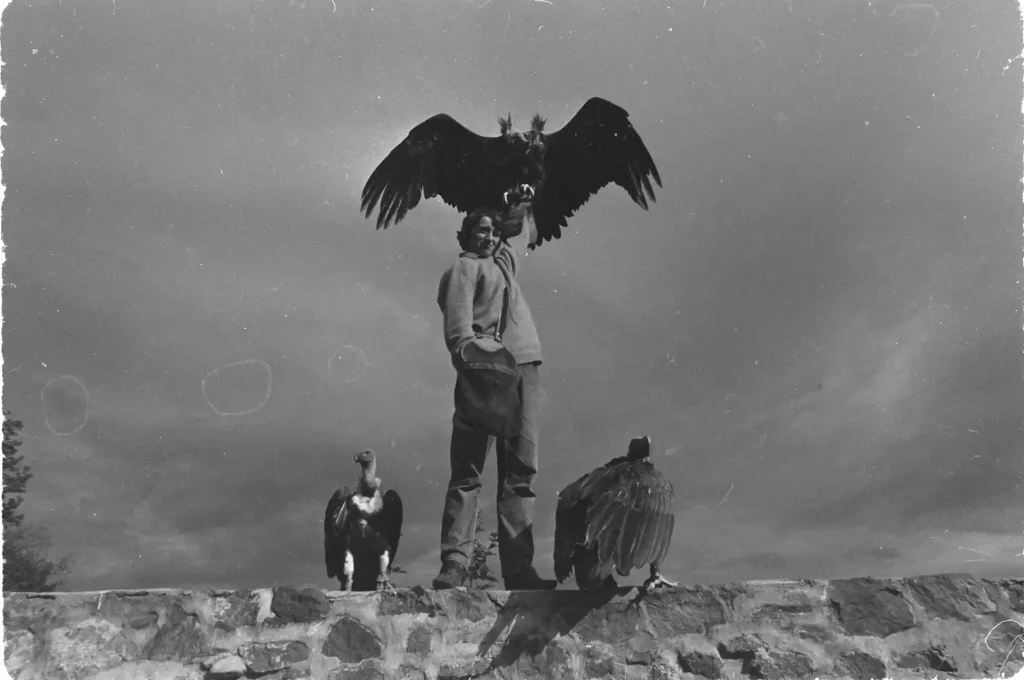 Photo de 1970 de la Volerie des Aigles à Kintzheim