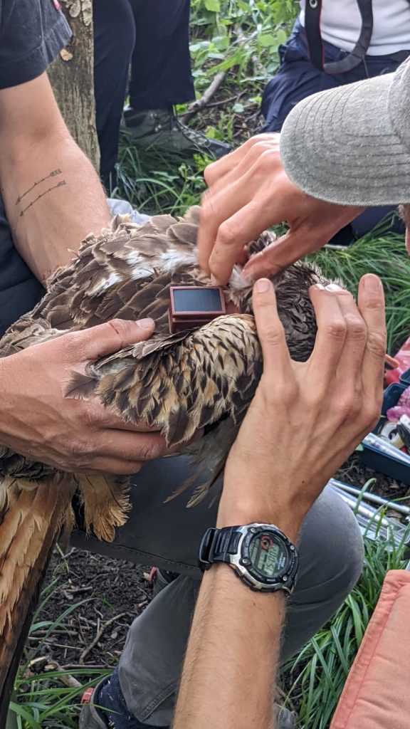 Balise posée sur des rapaces - LPO et Volerie des Aigles