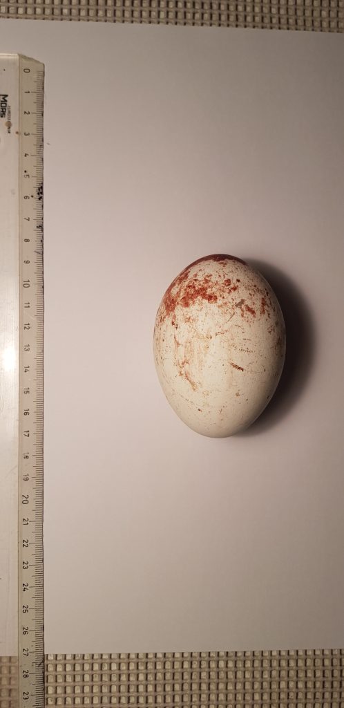 Naissance à la Volerie des Aigles