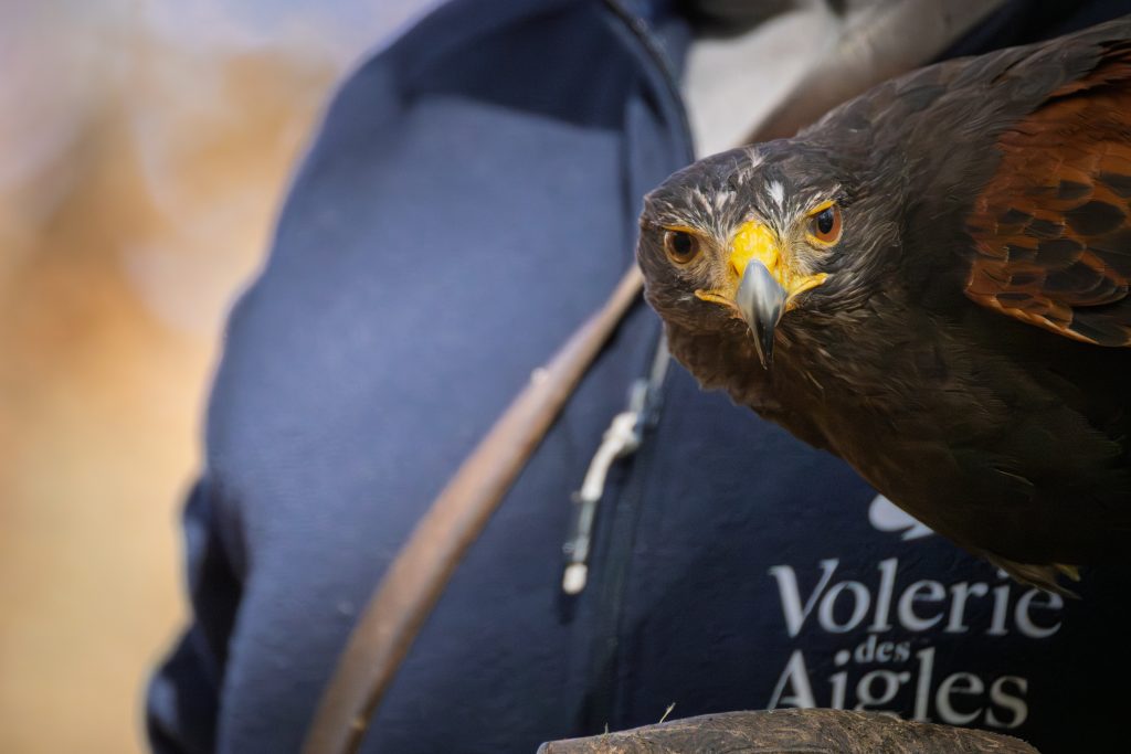 Soigneur et rapaces - Crédit Victor Becht